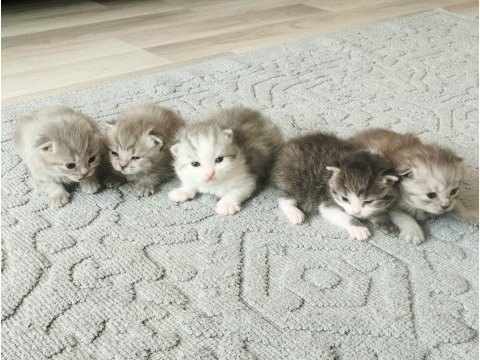 Yavru kedilerimizi sahiplendirmek istiyoruz