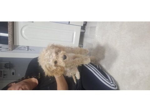 Sahibinden toy poodle