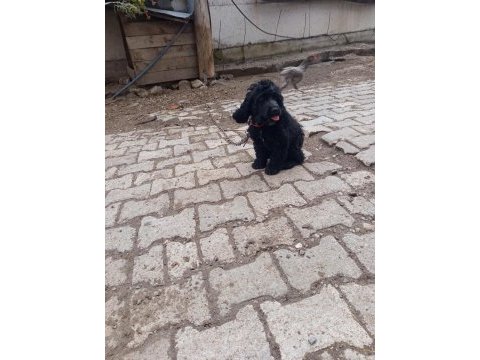 Toy poodle köpeği siyah