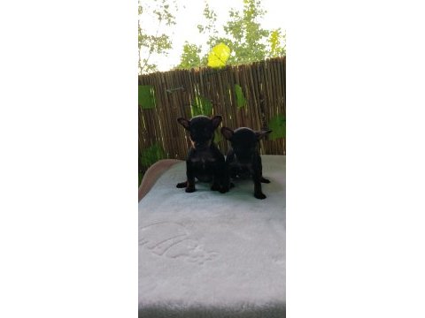 50 günlük aşılı 2 dişi köpeğimiz