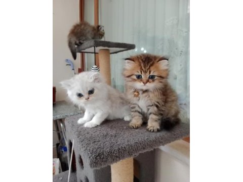 Dişi british longhair