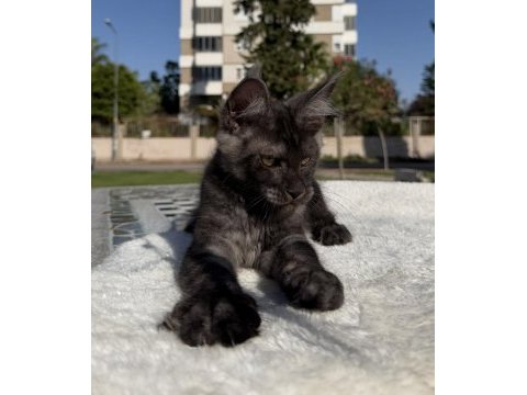 Maine coon erkek black smoke pet şecereli
