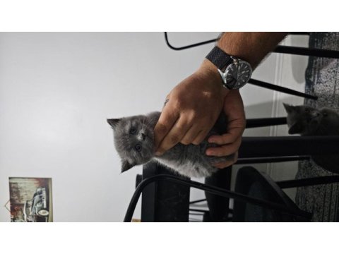 1 adet 1 aylık dişi british shorthair