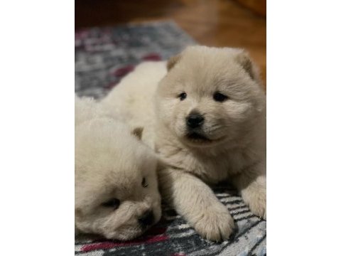 Çin aslanı köpeği