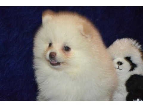 Pomeranian boo kızımız