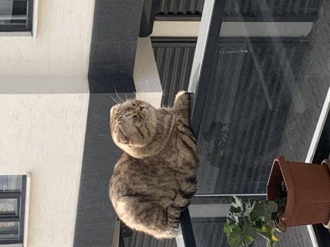 Scottish fold whiskas cinsli kedimiz