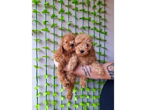 Ev doğumu red ve red brown toy poodle bebekler