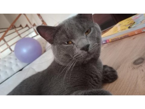 British shorthair gri kedimiz