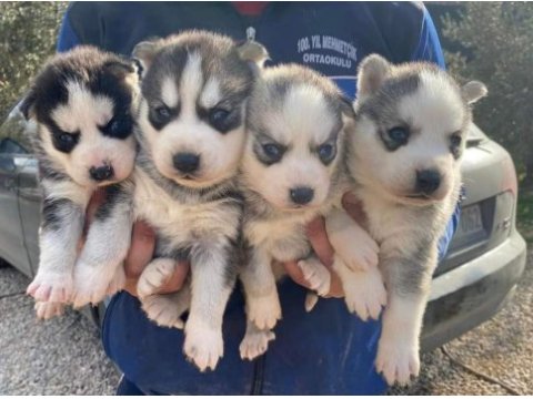 Safkan üst kalite husky