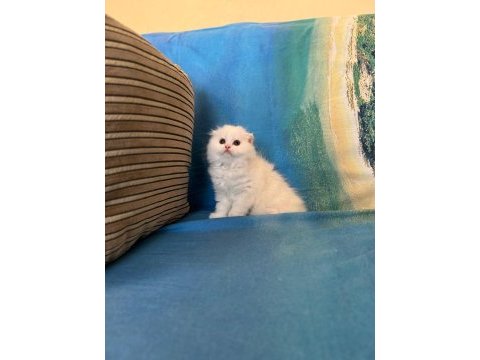 British shorthair yavrumuz