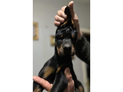 Üst düzey şecereli doberman yavruları