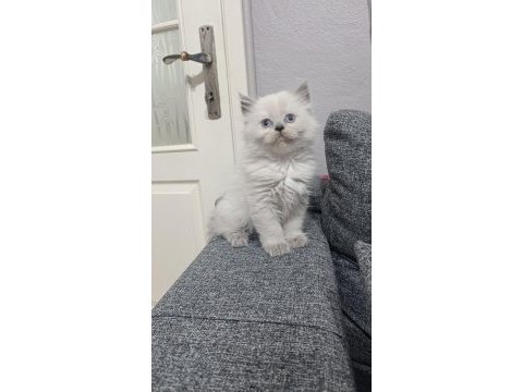 Sadece aileye british longhair