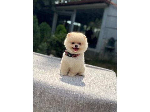 Yavru pomeranian boolarımız
