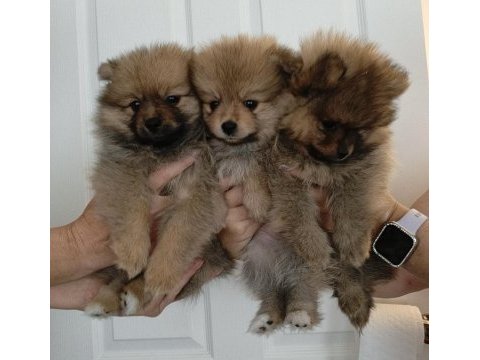 Pomeranian spitz disi erkek