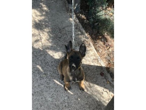 3 aylık safkan belçika kurdu yavruları orjinal malinois
