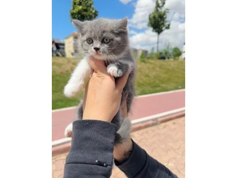 Bicolor british shorthair yavrular
