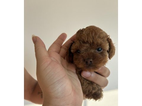 Kore toy poodle