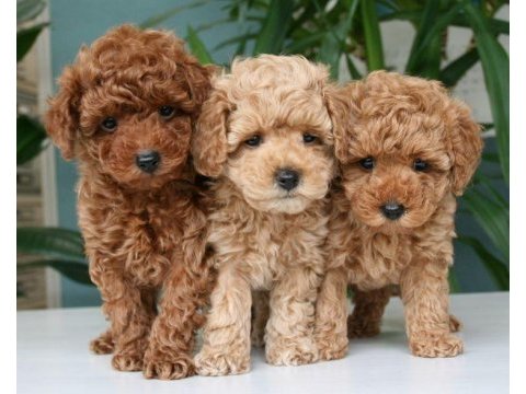 Küçük poodle prensesler