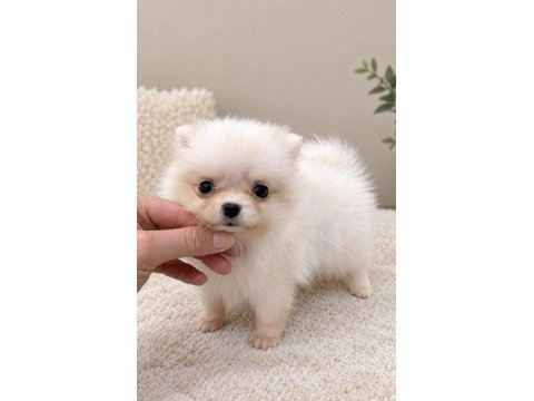 Micro mini boy dişi pomeranian boo