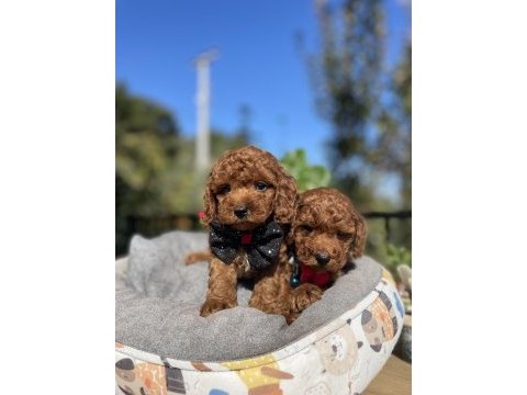 Üst kalite kore kan poodle yavrular
