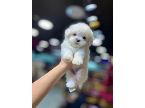 Pomeranian boo teacup