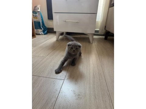 1.5 aylık melek yüzlü scottish fold yavru