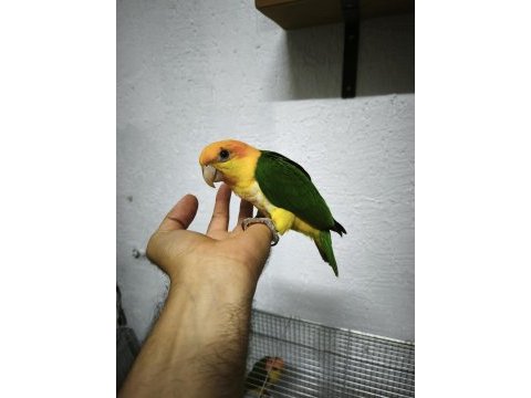 Oyuncu renk güzeli caique bebekler