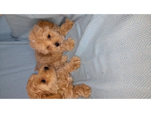 Dünya tatlısı maltipoo bebekler