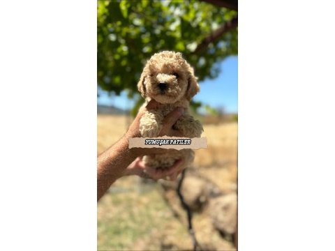 Toy poodle dişi ve erkek