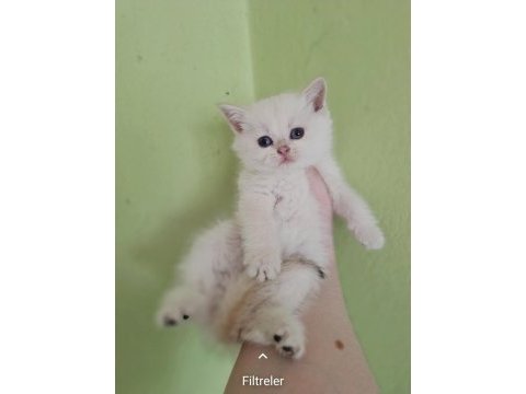 British shorthair yavrusu