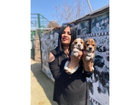 Elizabet dişi beagle yavrularım