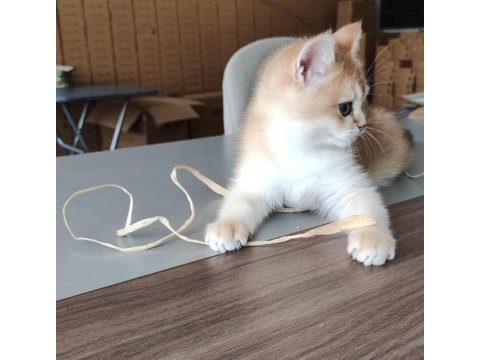 British shorthair golden shaded ny11 erkek yavru