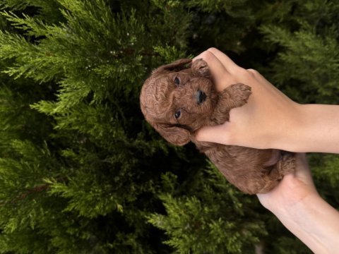 Safkan toy poodle yavrularımız yeni yuvalarını arıyor