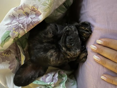 6. ayında fransız bulldog erkek