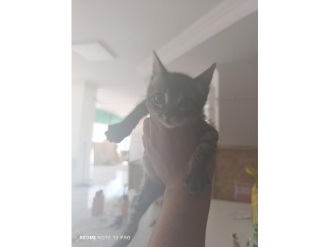Tekir 1.5 aylık kedimiz