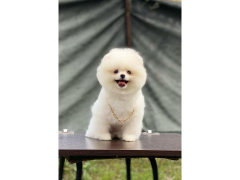Evlerinize getirecek pomeranian boo köpekler hazır
