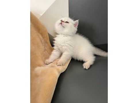 British blue point erkek yavru
