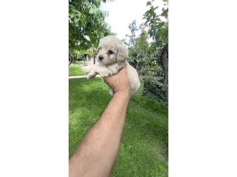 Maltipoo yavrular