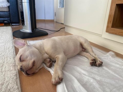 French bulldog blue platinium