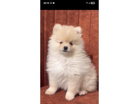 Pomeranian bebek köpekler