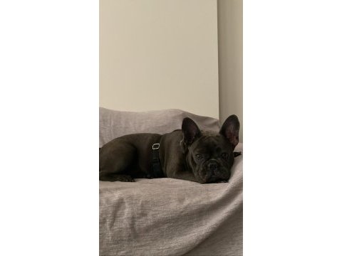 1 yaşında blue dişi french bulldog sahiplendirilecek