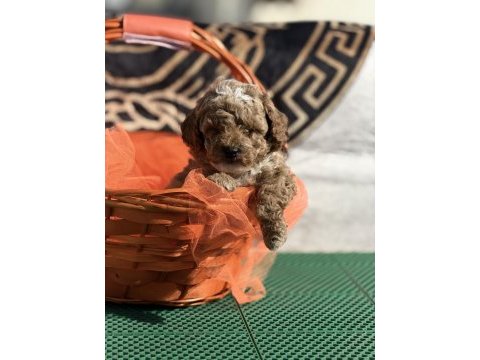 Kore kan poodle yavrularımız