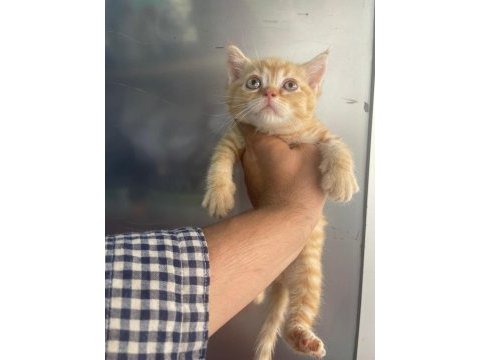 Erkek british shorthair yavru