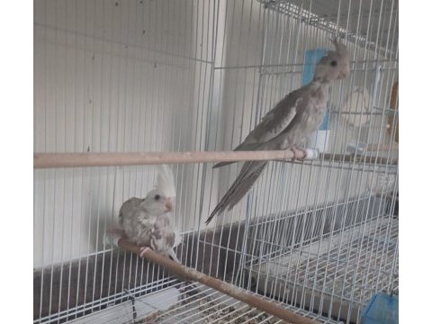 47 günlük yavru wf sultan papağanı