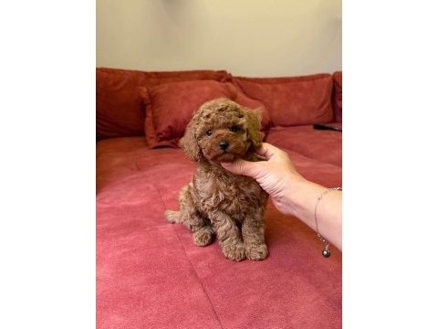 Sevimli toy poodle yavrularımız yeni ailelerini arıyor