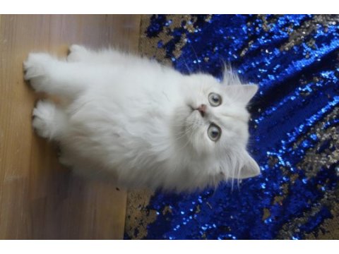 Sağlıklı ve oyuncu bebek british longhair
