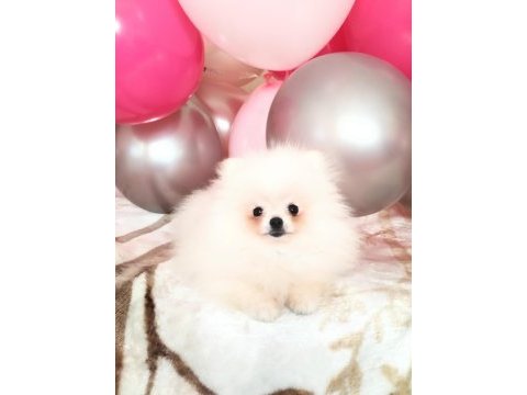 Pomeranian boo pamuk gibi beyaz tedy bear yavrular