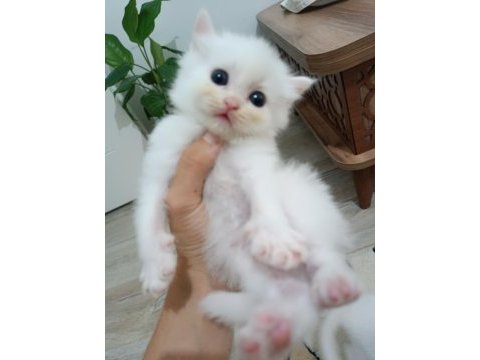 British longhair