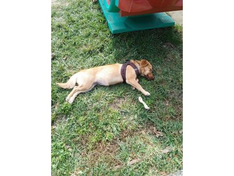 8 aylık dişi fino cinsi köpeğimiz
