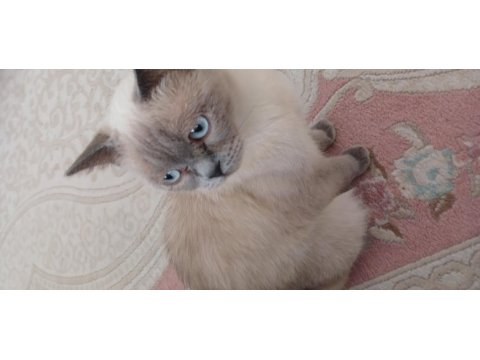Safkan british shorthair